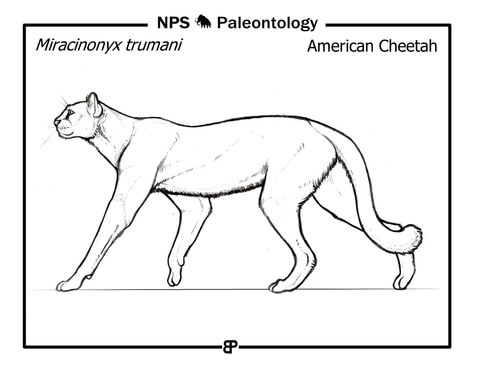 Prehistoric American Cheetah (Miracinonyx Trumani) Coloring Page